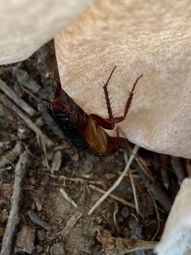 Eine Kakerlake krabbelt auf dem Boden neben einem Felsen, umgeben von Zweigen und anderen Gegenständen, mit Text am unteren Bildrand.