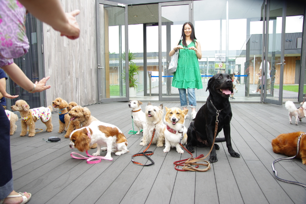 Eine Gruppe von Hunden verschiedener Farben an einer Hundeleine, mit einer hölzernen Oberfläche, Glastür, Pflanze, Gras, Gebäuden und einem weißen Himmel, zusammen mit Menschen in Kleidung, einer Handtasche und einem Gerät.