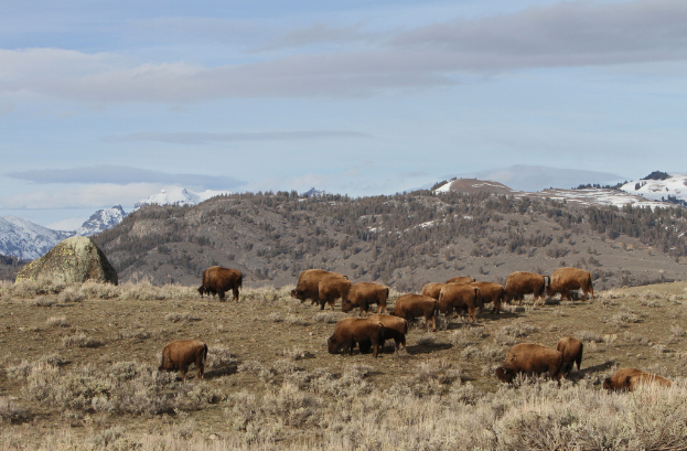 Tiere auf trockener Graslandschaft mit Bäumen, Bergen und Himmel im Hintergrund.