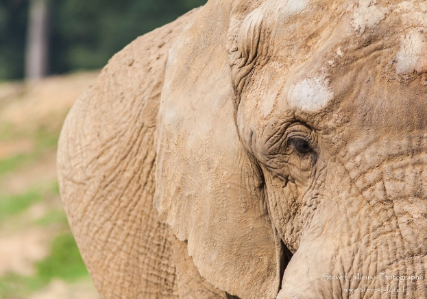 Ein einzelner Elefant in einer unbekannten Umgebung.