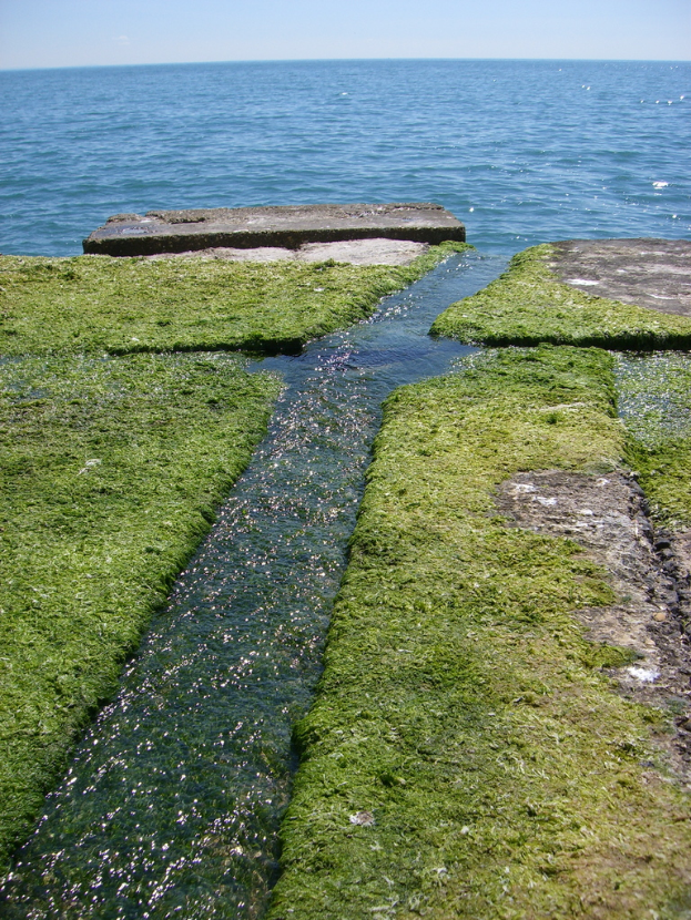 Eine grüne Fläche mit einem kleinen Wasserweg, der ins Meer führt.