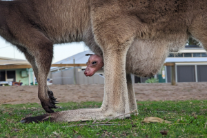 Ein Känguru steht auf einem grünen Feld und hält ein Junges im Mund, mit Gebäuden, Bäumen und einem klaren blauen Himmel im Hintergrund.