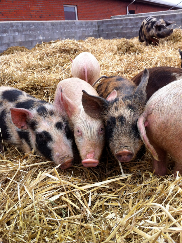 Schweine in der Mitte eines Bildes mit trockenem Gras unten, einem Haus im Hintergrund und einer Wand.