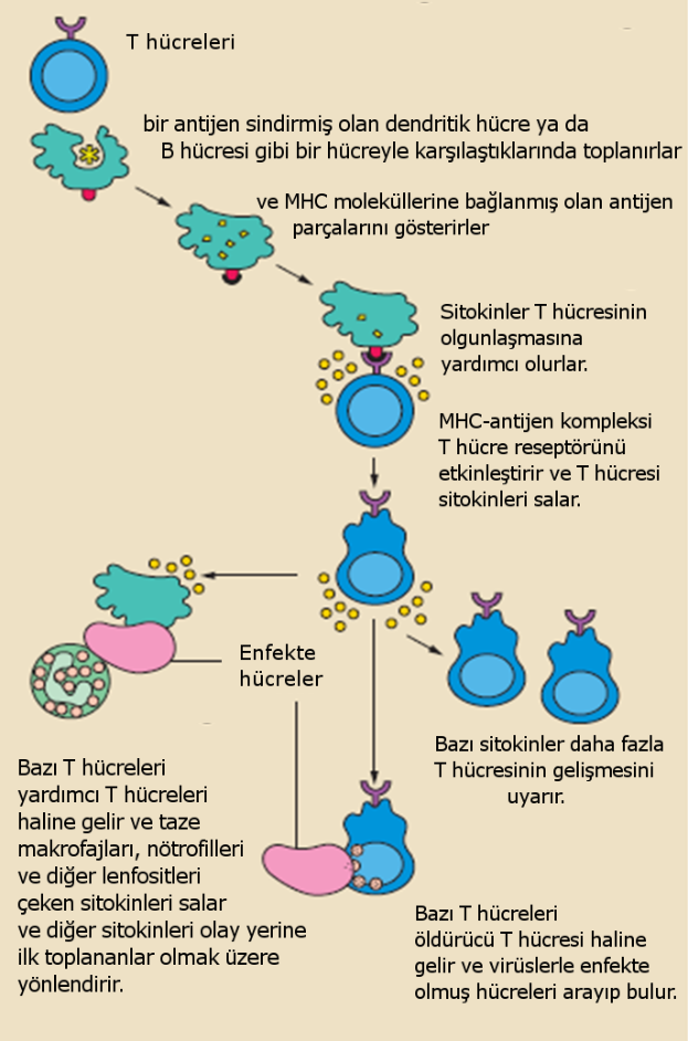 Ein Plakat mit einer Abbildung des Zellzyklus, das miteinander verbundene Kreise zeigt, die verschiedene Phasen darstellen, und Pfeile, die den Informationsfluss angeben, begleitet von Text, der die Mechanismen des Immunsystems beschreibt.