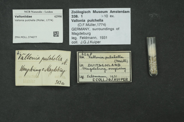 Schwarze Oberfläche mit einem kleinen Glasfläschchen, das weiße Pillen enthält, neben einem handgeschriebenen Zettel mit der Aufschrift "Vallonia Pulchella, F.F. Müller, Deutschland, Umgebung von Magdeburg, 1931".