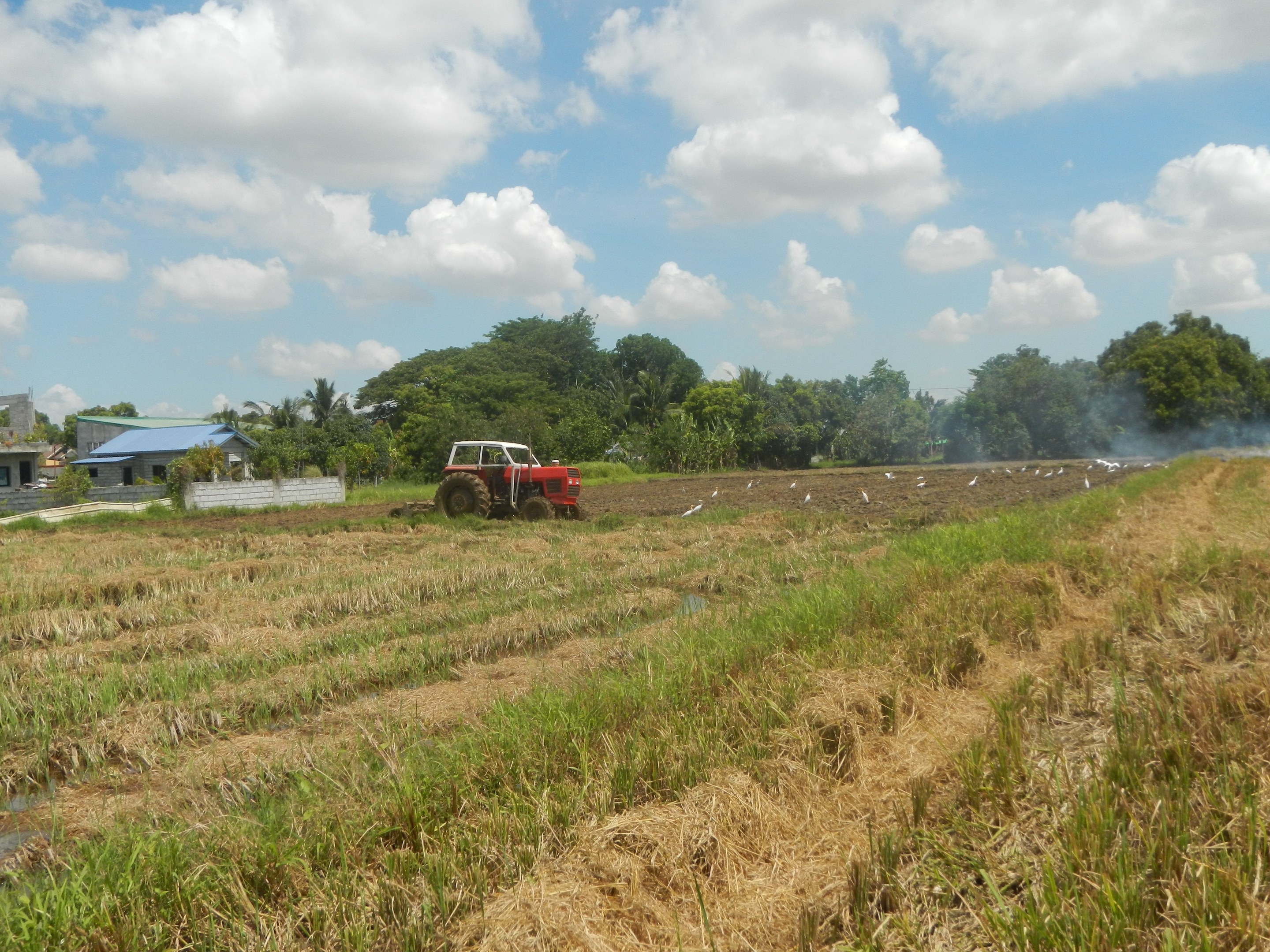 Traktor, der ein Reisfeld pflügt, mit Rauch, der daraus aufsteigt, Bäumen und Gebäuden im Hintergrund unter einem klaren blauen Himmel.