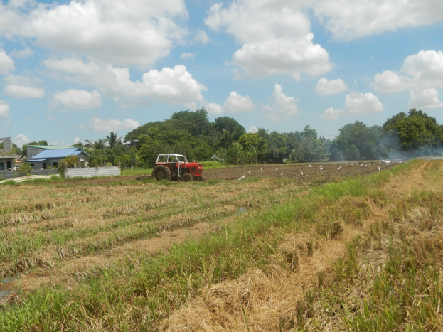 Traktor, der ein Reisfeld pflügt, mit Rauch, der daraus aufsteigt, Bäumen und Gebäuden im Hintergrund unter einem klaren blauen Himmel.