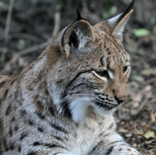 Ein Luchs neben trockenen Blättern und Zweigen mit einem unscharfen Hintergrund.