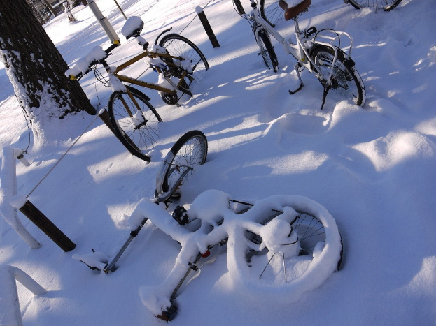 Eine Reihe von Fahrrädern, teilweise von Schnee bedeckt, steht neben einem Baumstamm und einer Straße.