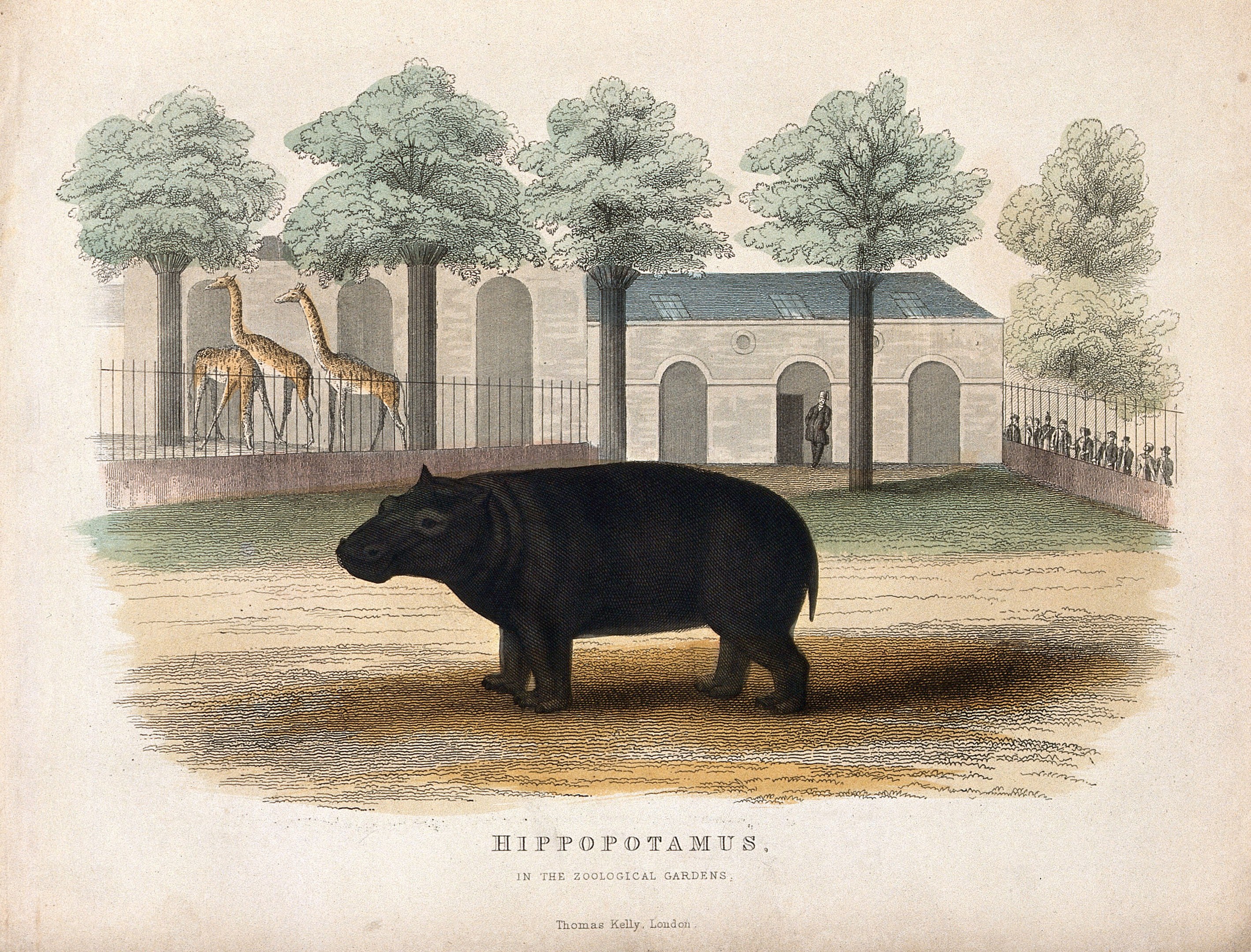 Ein Hippopotamus in einem Zoo-Gehäuse mit Bäumen, einem Zaun, einem Gebäude und ein paar Menschen im Hintergrund, mit Text am unteren Bildrand.