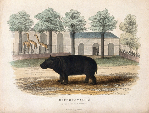 Ein Hippopotamus in einem Zoo-Gehäuse mit Bäumen, einem Zaun, einem Gebäude und ein paar Menschen im Hintergrund, mit Text am unteren Bildrand.