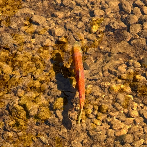 Eine bunte Regenbogenforelle mit roten, orangen und gelben Farben schwimmt in klarem blauem Wasser nahe einigen Felsen.