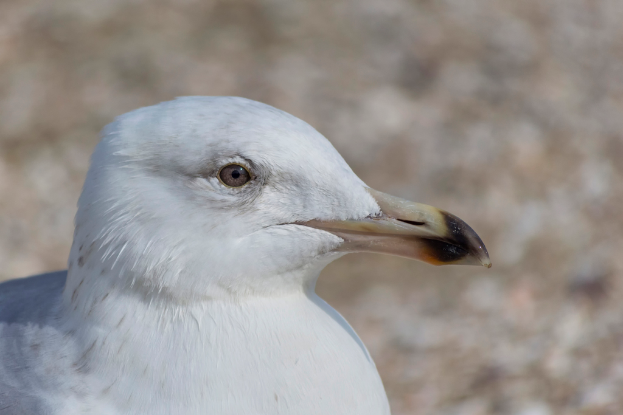 Ein Detailbild eines Vogels.