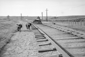 Schwarz-weiß-Foto von zwei Kühen, die auf den Eisenbahnschienen laufen, mit einer Person auf einem Fahrzeug im Vordergrund, Gras und einem Zaun auf beiden Seiten und Häusern, Bäumen, Masten und Himmel im Hintergrund.