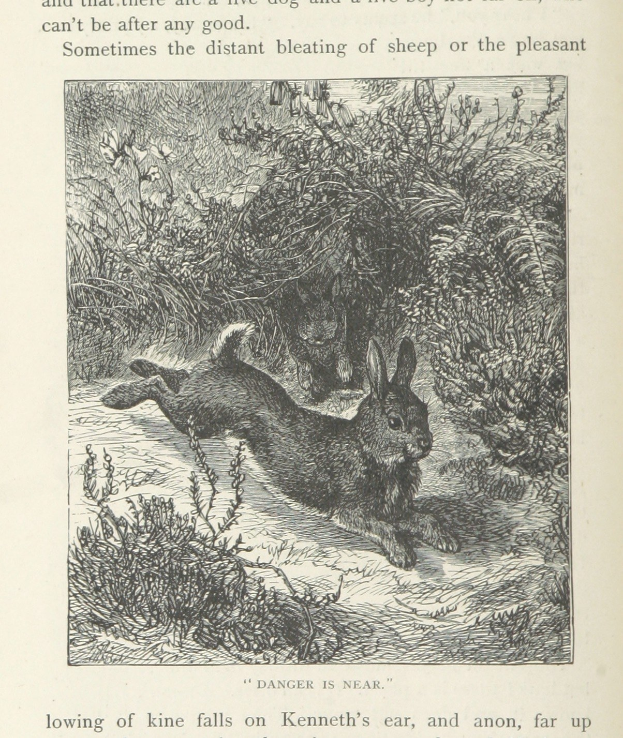 Offenes Buch mit einer Illustration von zwei Kaninchen im Gras umgeben von Pflanzen, mit Text oben und unten.