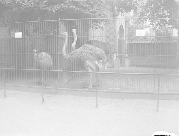 Zwei Strauße stehen in einem eingezäunten Zoo-Gebiet mit einem Zaun und Bäumen im Hintergrund, aufgenommen in Schwarz-Weiß.