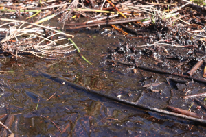 Kleiner Bach, der durch einen schlammigen, grasbewachsenen Wald fließt, mit sichtbaren Stöcken im Wasser.