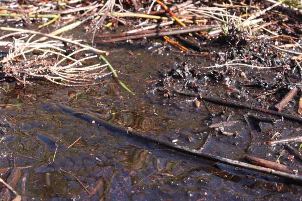 Kleiner Bach, der durch einen schlammigen, grasbewachsenen Wald fließt, mit sichtbaren Stöcken im Wasser.