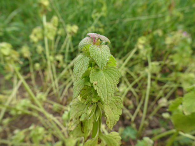 Ein Nahaufnahme eines Hanf-Nessel-Pflanzen mit grünen Blättern im Gras, mit einem unscharfen Hintergrund.