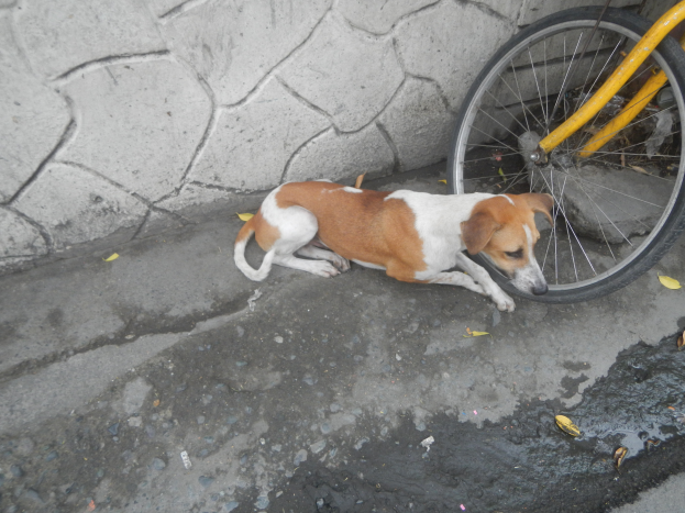 Ein Hund liegt auf dem Boden neben einem Fahrrad mit einer Wand im Hintergrund, umgeben von verstreuten trockenen Blättern.