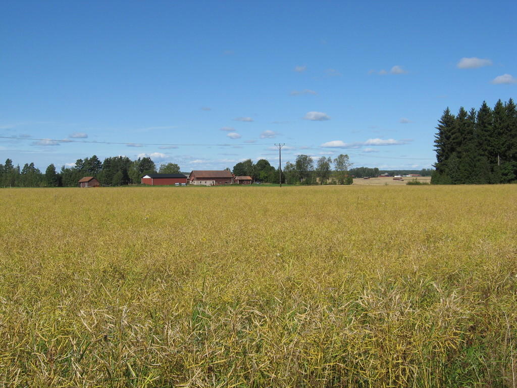 Grün in der Vordergrund mit Häusern, Bäumen, einem Pfahl und einem bewölkten Himmel im Hintergrund.
