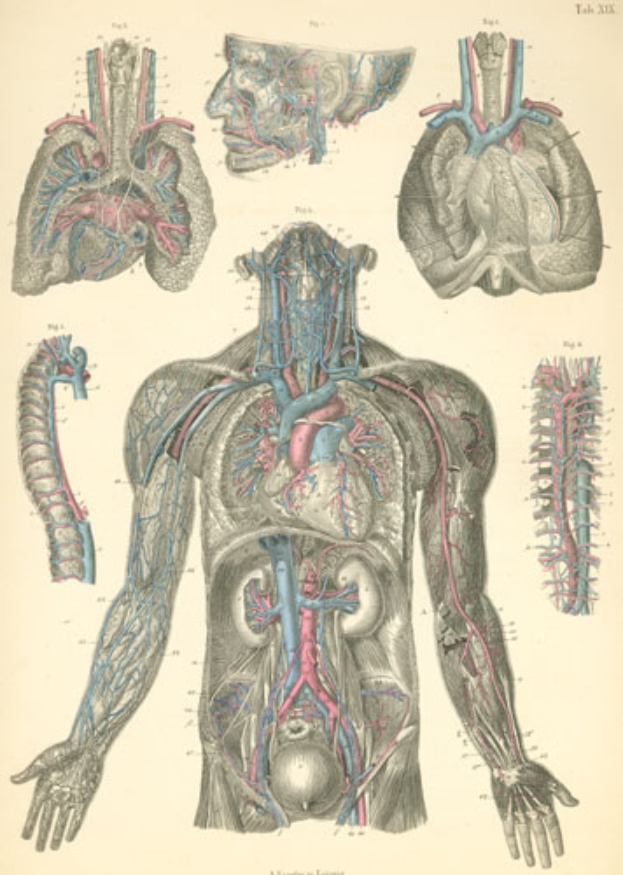 Eine Abbildung des menschlichen kardiovaskulären Systems auf Papier, einschließlich des Herzens, der Lungen und anderer Organe, mit begleitendem Text, der anatomische Informationen bereitstellt.