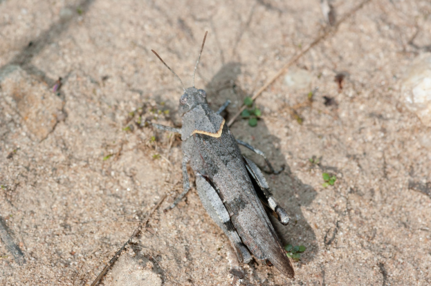 Nahaufnahme eines Grashüpfers auf dem Boden umgeben von kleinen Pflanzen.