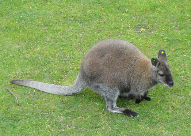 Ein rötlich braunes Wallaby mit schwarzen Flecken steht wachsam auf einem grünen Feld, sein Schwanz ist um seinen Körper gewickelt und die Ohren sind gespitzt.
